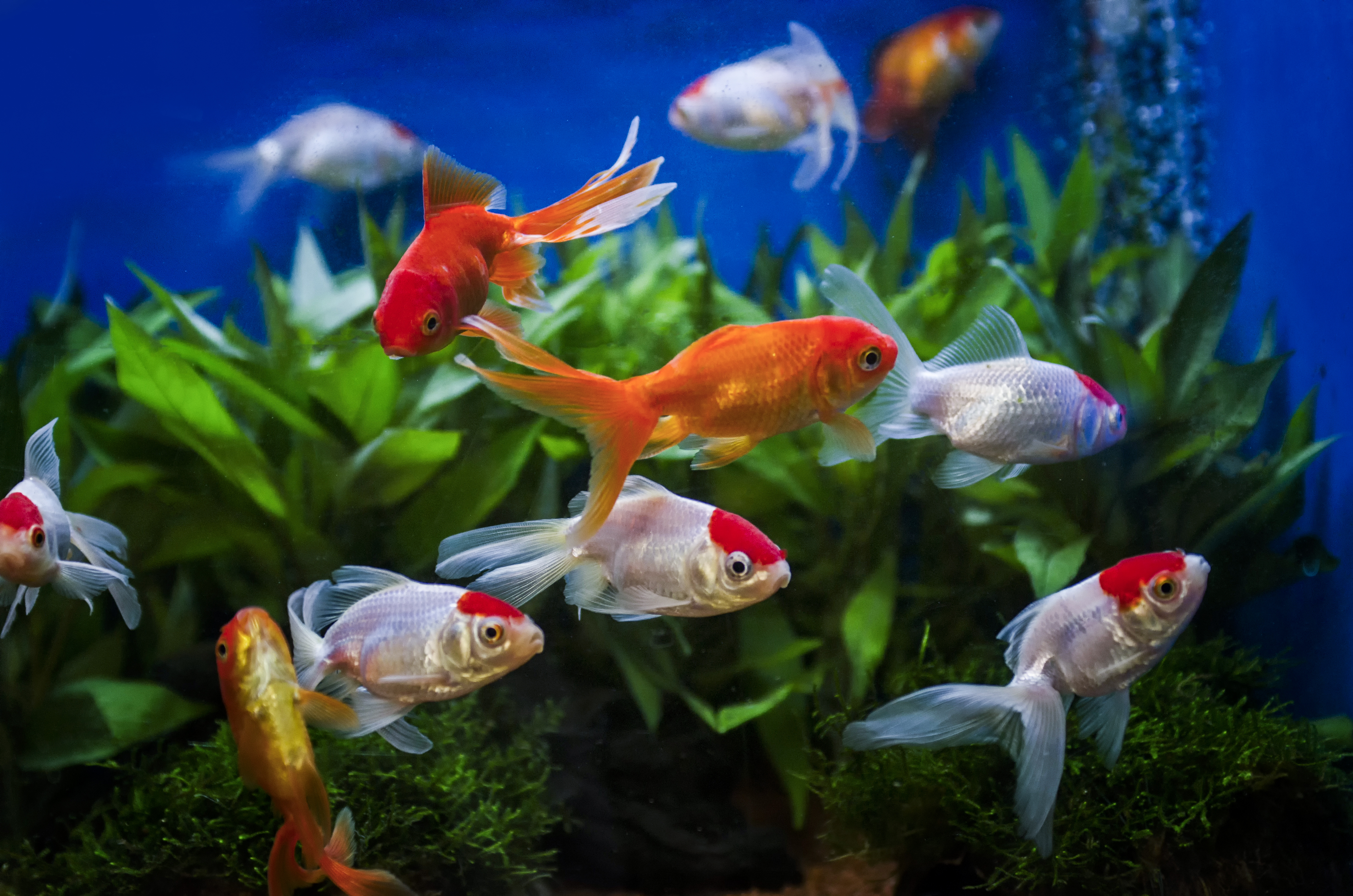The American Pet Products Association (APPA) Releases 2024 Fish and